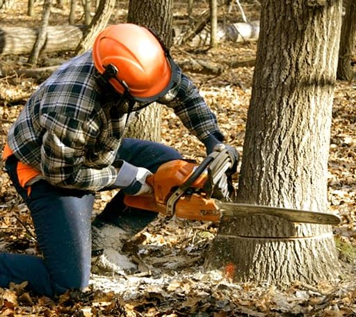 Tree Removal in Vienna, ME